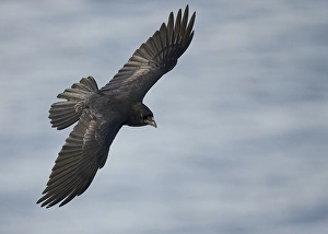 Images Dated 13th March 2013: Raaf, Common Raven, Corvus corax