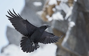 Images Dated 13th March 2013: Raaf, Common Raven, Corvus corax