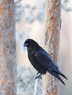 2004 Prints: Raaf, Raven, Corvus corax
