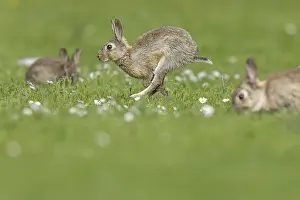 Images Dated 12th May 2023: Rabbit, Oryctolagus cuniculus