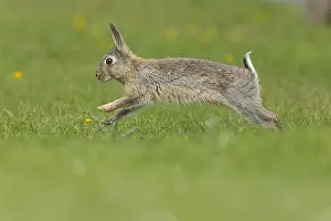 Images Dated 12th May 2023: Rabbit, Oryctolagus cuniculus