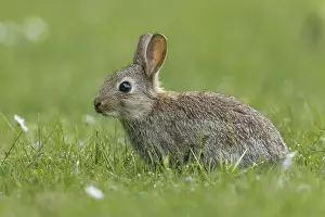 Images Dated 12th May 2023: Rabbit, Oryctolagus cuniculus