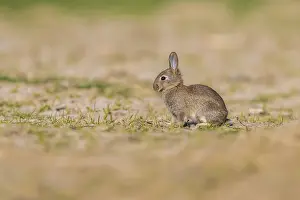 Images Dated 23rd April 2021: Rabbit, Oryctolagus cuniculus