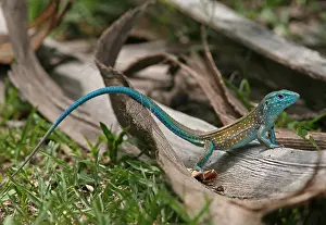 2024 Prints: Rainbow Whiptail (Cnemidophorus lemniscatus))