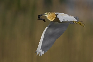 Images Dated 16th April 2014: Ralreiger; Squacco Heron; Ardeola ralloides