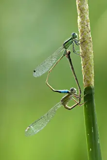Images Dated 8th December 2007: Rambur's Forktail, Ischnura ramburii