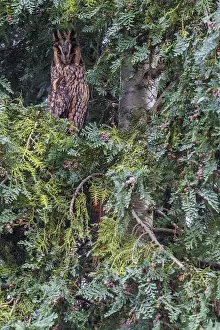 Images Dated 21st December 2014: Ransuil, Long-eared owl, Asio otus
