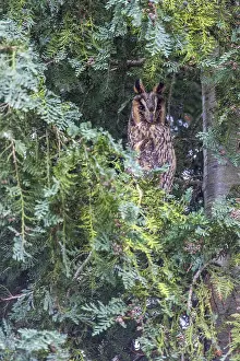 Images Dated 21st December 2014: Ransuil, Long-eared owl, Asio otus