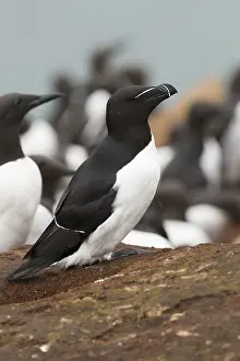 Images Dated 28th May 2016: Razorbill