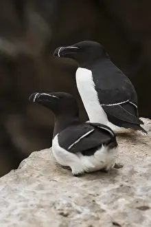 Images Dated 28th May 2016: Razorbill