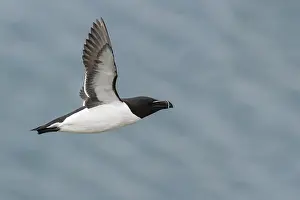 Images Dated 28th May 2016: Razorbill