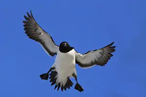 2009 Prints: Razorbill, Alca torda