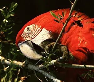Images Dated 18th June 2014: Red-and-green Macaw, Groenvleugelara, Ara chloropterus