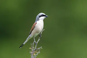 Shrike Prints: Red-backed Shrike, Lanius collurio