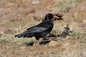 Images Dated 17th February 2006: Red-billed Chough, Alpenkraai, Pyrrhocorax pyrrhocorax