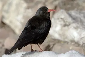 Images Dated 18th February 2006: Red-billed Chough, Alpenkraai, Pyrrhocorax pyrrhocorax