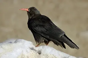 Images Dated 18th February 2006: Red-billed Chough, Alpenkraai, Pyrrhocorax pyrrhocorax