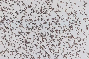 Images Dated 26th July 2021: Red-billed Quelea, Quelea quelea