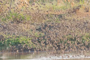 Images Dated 26th July 2021: Red-billed Quelea, Quelea quelea