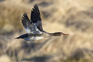 2022 Prints: Red-breasted Merganser, Mergus serrator