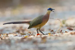 Malagasy Prints: Red-capped Coua, Coua ruficeps
