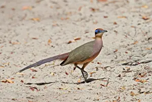 Red Capped Prints: Red-capped coua, Coua ruficeps