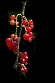 Grossulariaceae Prints: Red currant; Ribes rubrum