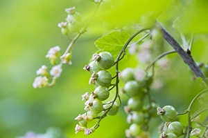 Grossulariaceae Prints: Red currant; Ribes rubrum