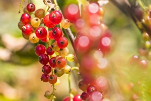 Grossulariaceae Prints: Red currant; Ribes rubrum