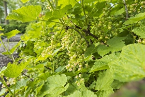 Grossulariaceae Prints: Red currant; Ribes rubrum