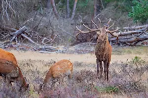 Images Dated 24th September 2020: Red, Deer; Cervus elaphus
