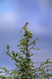 2000 Prints: Red-flanked Bluetail, Blauwstaart, Luscinia cyanura