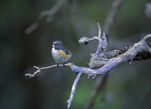 2000 Prints: Red-flanked Bluetail, Blauwstaart, Luscinia cyanura