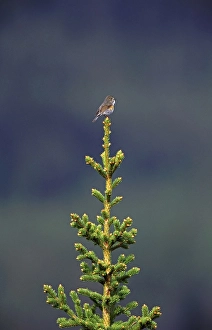 2000 Prints: Red-flanked Bluetail, Blauwstaart, Luscinia cyanura