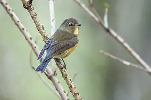 Belgium Prints: Red-flanked Bluetail, Blauwstaart, Tarsiger cyanurus