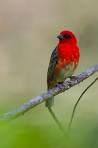 Images Dated 26th October 2010: Red Fody, Foudia madagascariensis