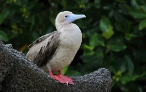 Images Dated 27th June 2015: Red-footed Booby, Sula sula websteri