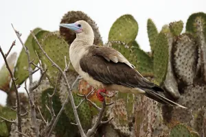 Images Dated 27th June 2015: Red-footed Booby, Sula sula websteri