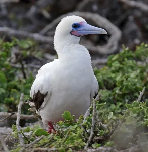 Images Dated 27th June 2015: Red-footed Booby, Sula sula websteri