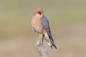 Falconidae Prints: Red-footed Falcon