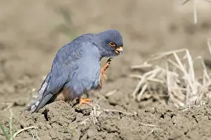Images Dated 1st May 2017: Red-footed Falcon