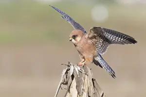 Images Dated 24th April 2017: Red-footed Falcon