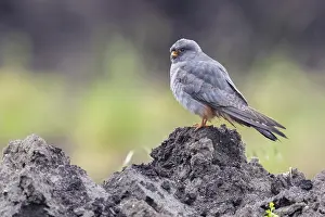 Images Dated 13th May 2023: Red-footed Falcon, Falco vespertinus