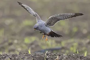 Images Dated 13th May 2023: Red-footed Falcon, Falco vespertinus