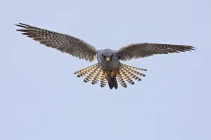 Images Dated 13th May 2023: Red-footed Falcon, Falco vespertinus