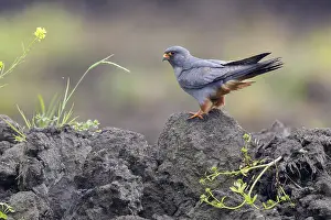 Images Dated 13th May 2023: Red-footed Falcon, Falco vespertinus