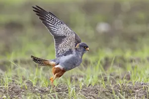 Images Dated 21st May 2023: Red-footed Falcon, Falco vespertinus