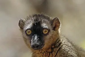 Red Fronted Prints: Red-fronted lemur, Eulemur rufifrons