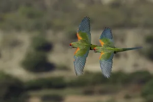Images Dated 8th November 2012: Red-fronted Macaw, Ara rubrogenys