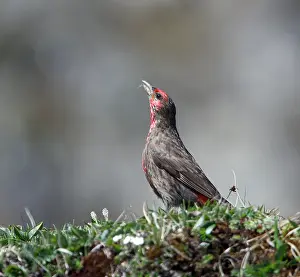 Images Dated 5th June 2015: Red-fronted Rosefinch, Carpodacus puniceus